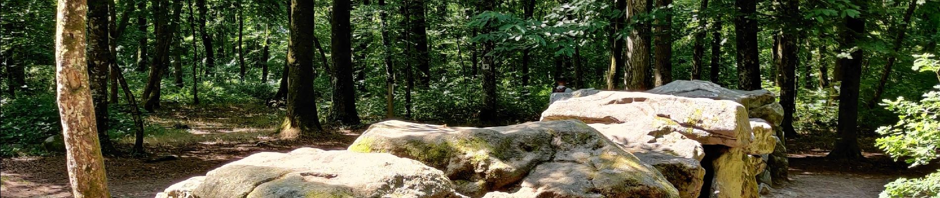 Excursión Senderismo Le Tronchet - Forêt du Mesnil - Photo