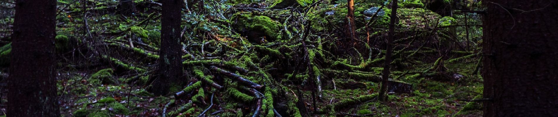 Tocht Te voet Reichenbach - Wilder Mann 153 »Wilder-Mann-Weg«, Naturpark Vorderer Bayerischer Wald - Photo