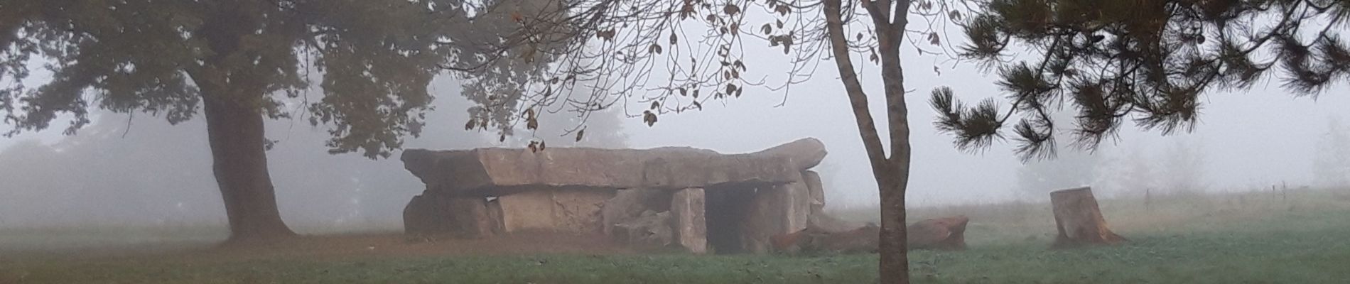 Tocht Stappen Gennes-Val-de-Loire - Le Thoureil  - Photo