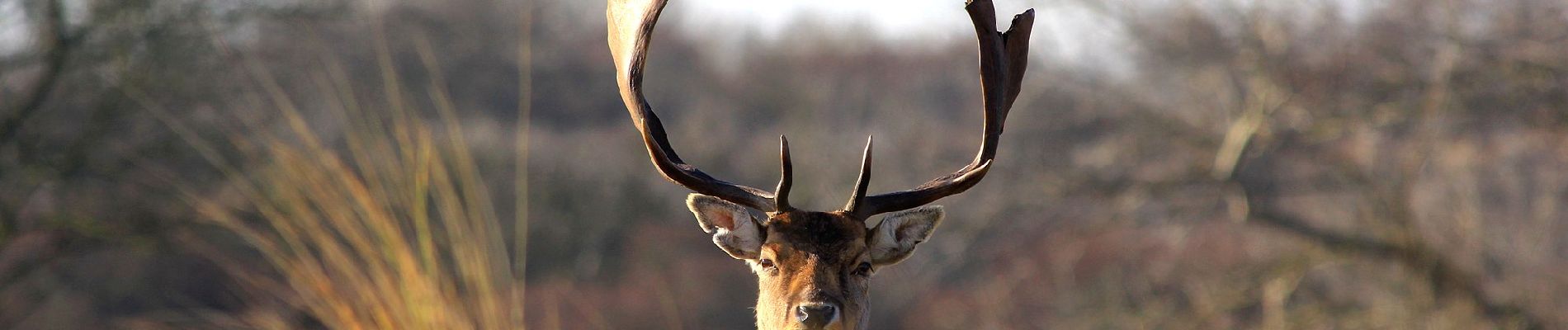 Randonnée A pied Zandvoort - AWD-Zandvoortselaan-Groen - Photo