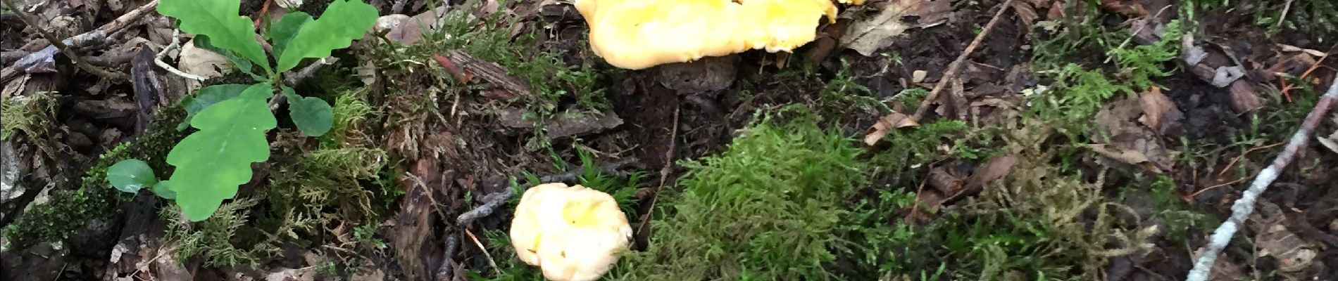 Tocht Stappen Robert-Espagne - Champignons trois fontaine  - Photo