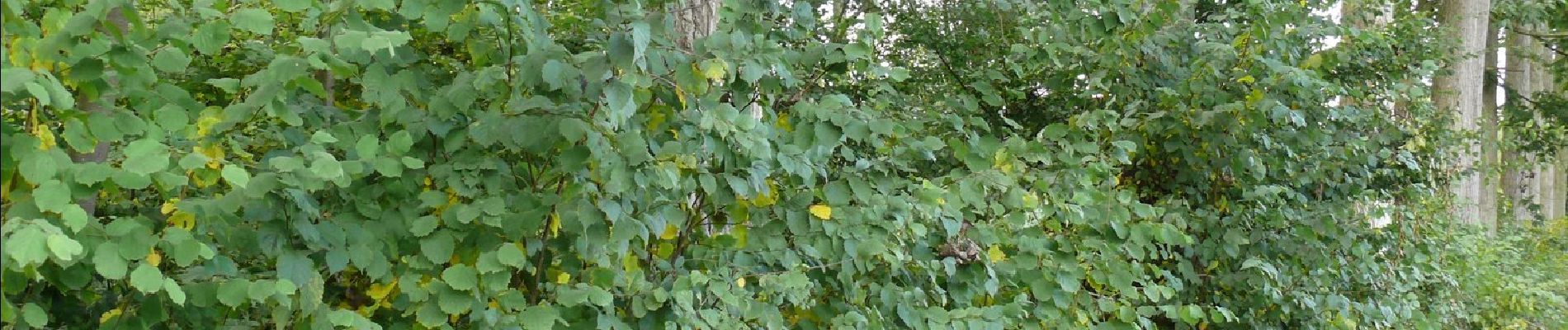 Tour Zu Fuß Sint-Lievens-Houtem - Natuurwandeling Cotthem - Photo