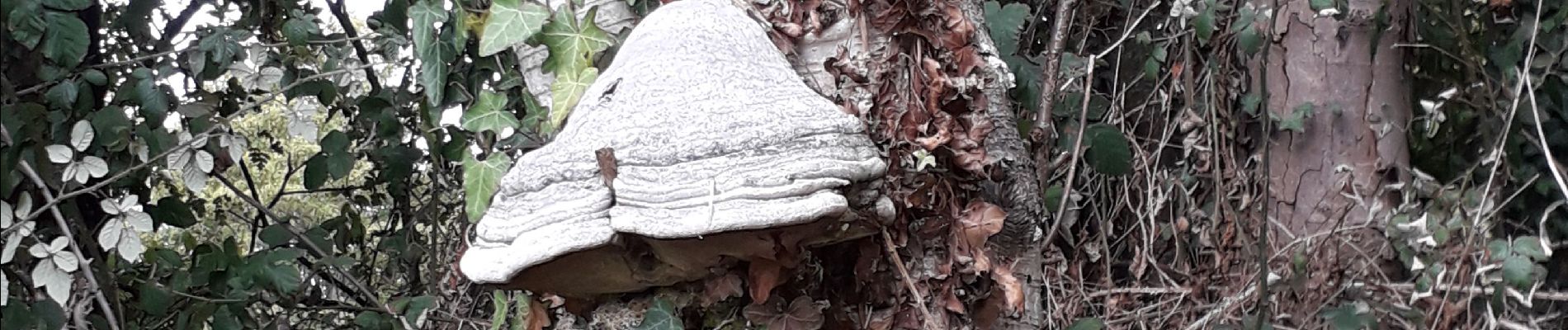 Randonnée Marche Ymare - Ymare vers la tombe du Druide - Photo