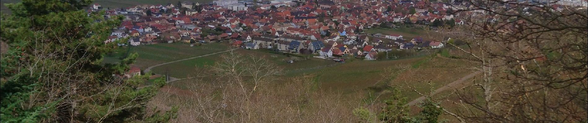 Randonnée Marche Wintzenheim - Panorama de Wintzenheim - Photo