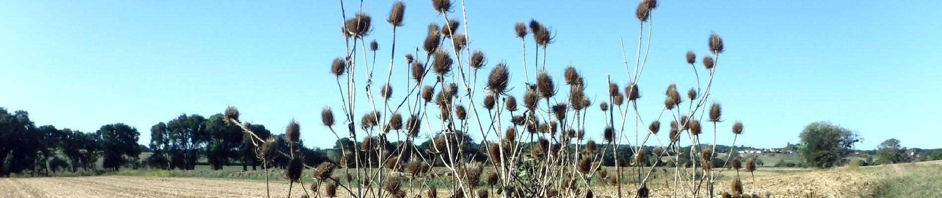 Trail Walking Breuillet - 17  Breuillet    7km 200 - Photo