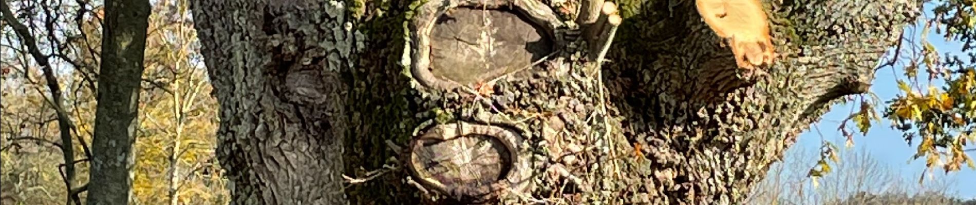 Point of interest Saint-Hilaire-sous-Charlieu - Arbres têtards - Photo