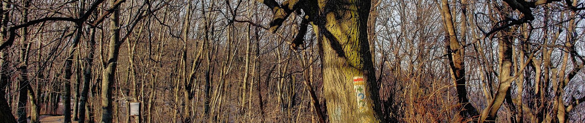 Tour Zu Fuß Pilisszentkereszt - K+ (Szurdoki autóparkoló - Kopasz-hegyi-nyereg - Dobogókő, elágazás) - Photo