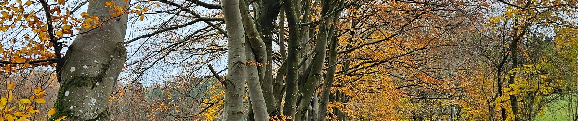 Randonnée Marche Waimes - Sur les versants de la warchenne - WM10 - Photo