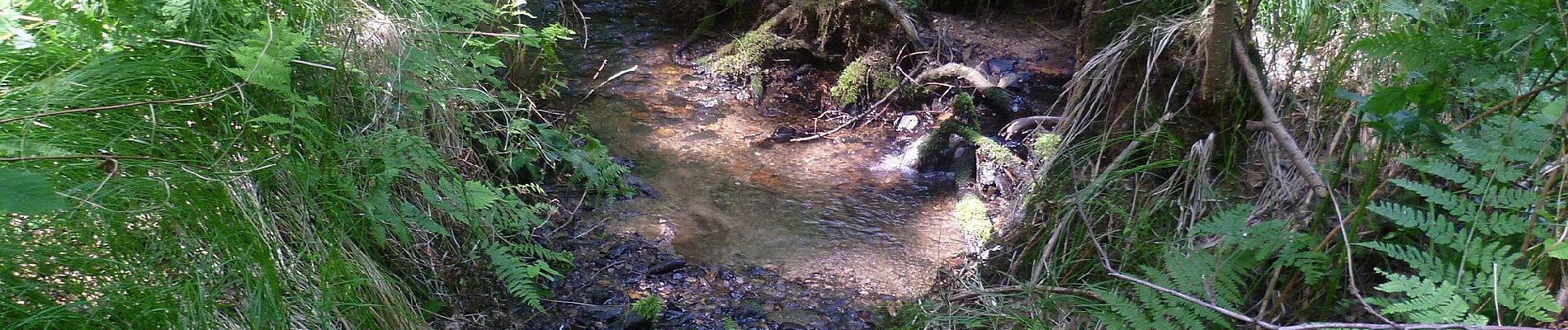 Trail On foot Freigericht - Spessartspuren - Neuseser Fernblick - Photo