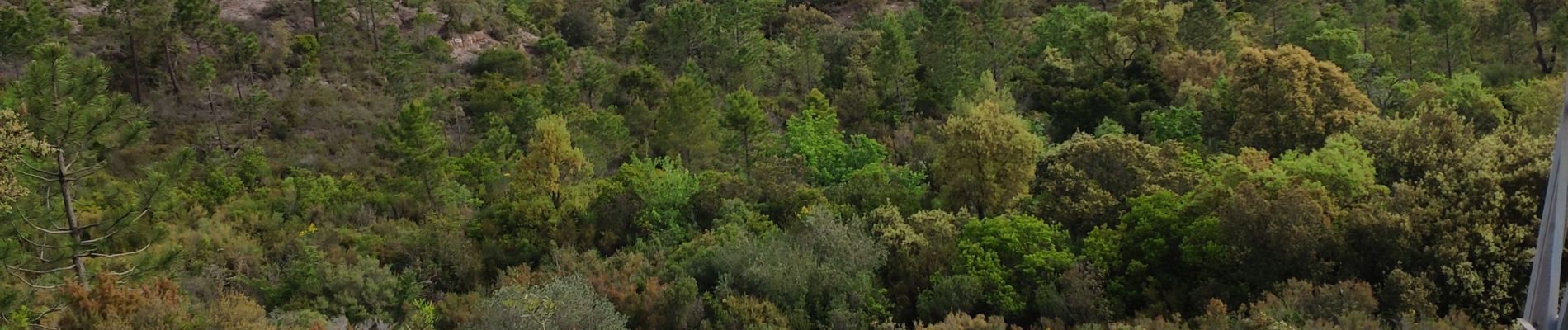 Tocht Stappen Saint-Raphaël - Z LE VALLON DE BARBAN 21-05-19 - Photo