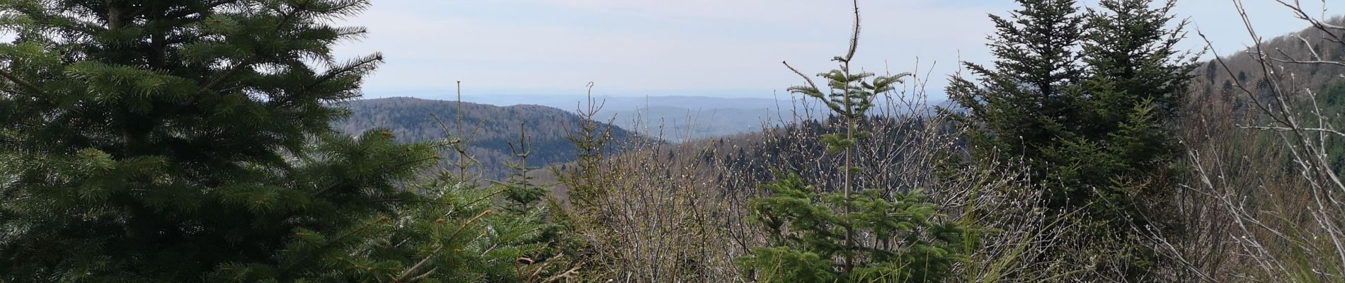 Trail Walking Masevaux-Niederbruck - Bruckenwald 2 - Photo