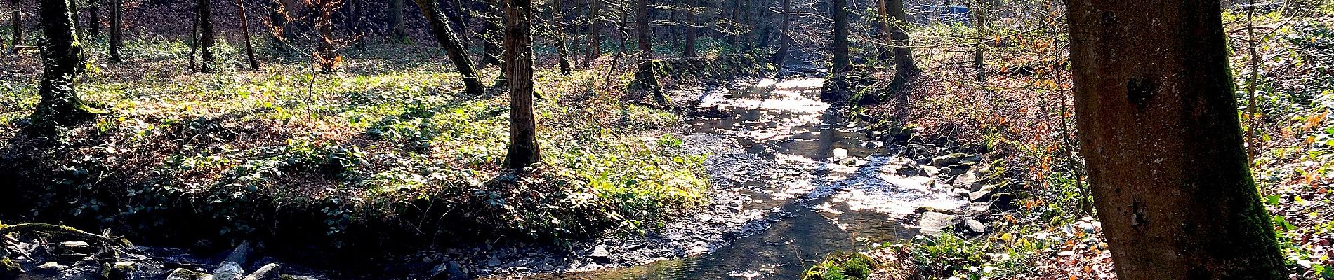 Percorso A piedi Leichlingen - Leichlingen Sonne Rundweg A4 - Photo