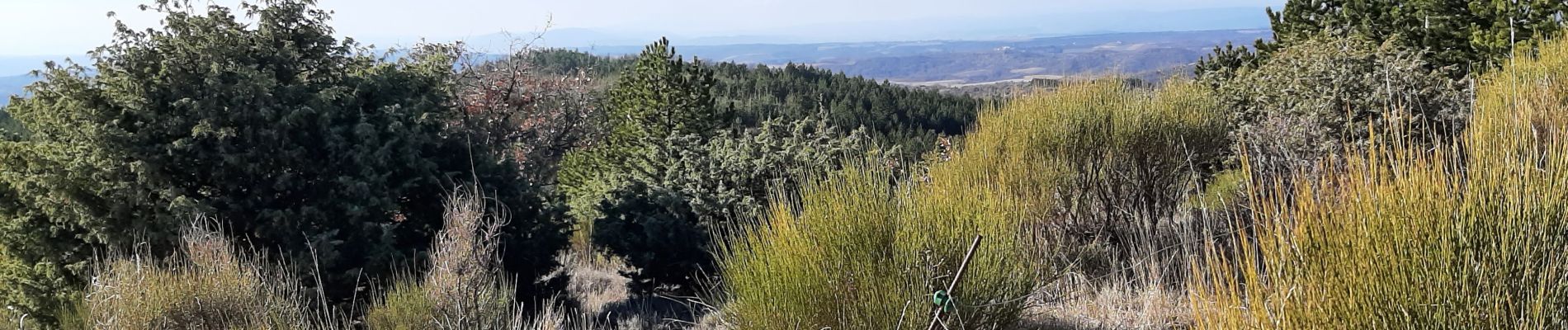 Tocht Stappen Saint-Jeannet - Le Somme  du plateau  d entrevenne  - Photo