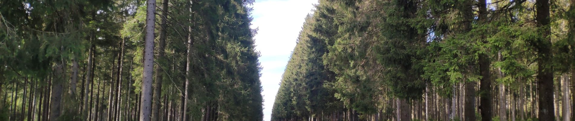 Excursión Bicicleta Eupen - Ovelo - The High Fens in the eastern part of the Hertogenwald - Photo