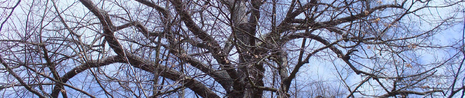 Excursión A pie Holubov - naučná stezka Třísov - Dívčí kámen - Holubov - Photo