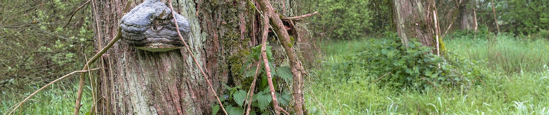 Tour Zu Fuß Harmstorf - Jesteburg Wanderweg 20 - Photo