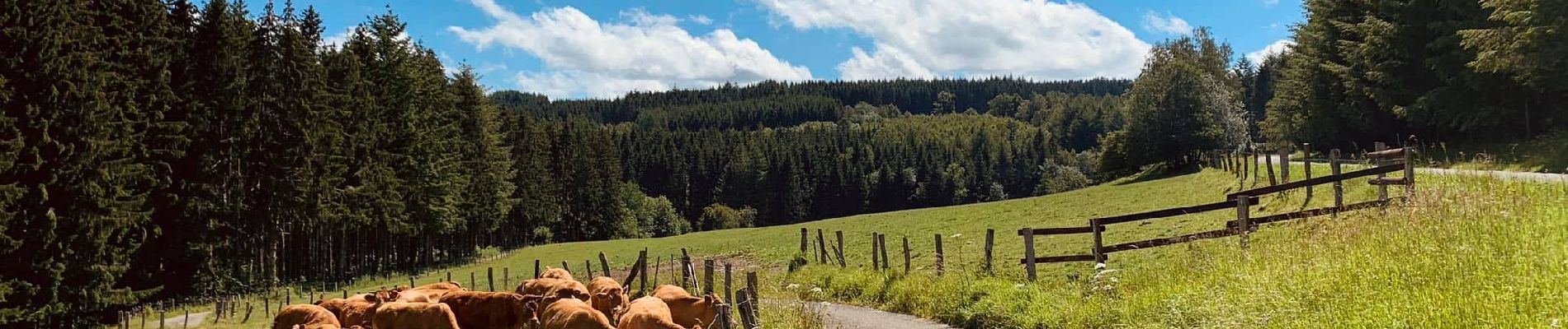 Excursión Senderismo Bièvre - Marche Adeps de Oizy 15 km - Photo