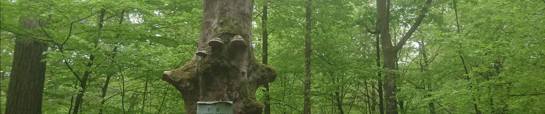 Tocht Stappen Fontainebleau - carrefour de Vienne  - Photo