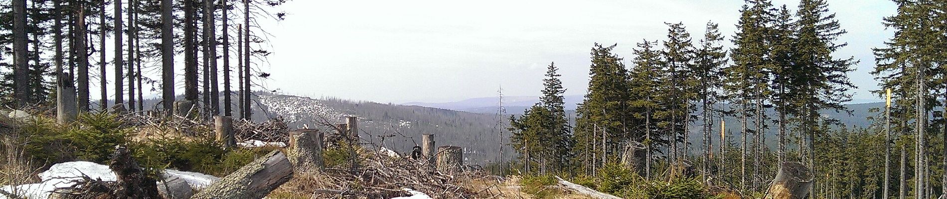 Excursión A pie Kvilda - CZ-Baummarder · Kuna lesní - Photo