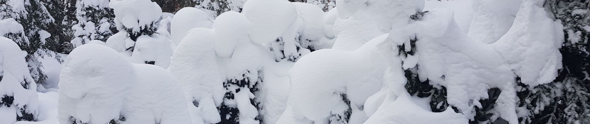 Tour Schneeschuhwandern Châtelblanc - raquette jura j2 - Photo