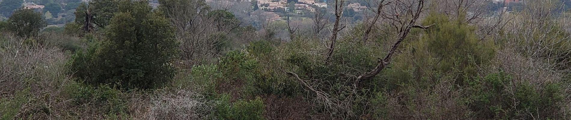 Randonnée Marche Le Muy - LE MUY - LE ROCHER DE ROQUEBRUNE - Photo