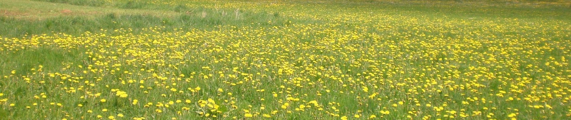 Randonnée A pied Hirschbach - Eschenfelden Rundweg 7 - Photo