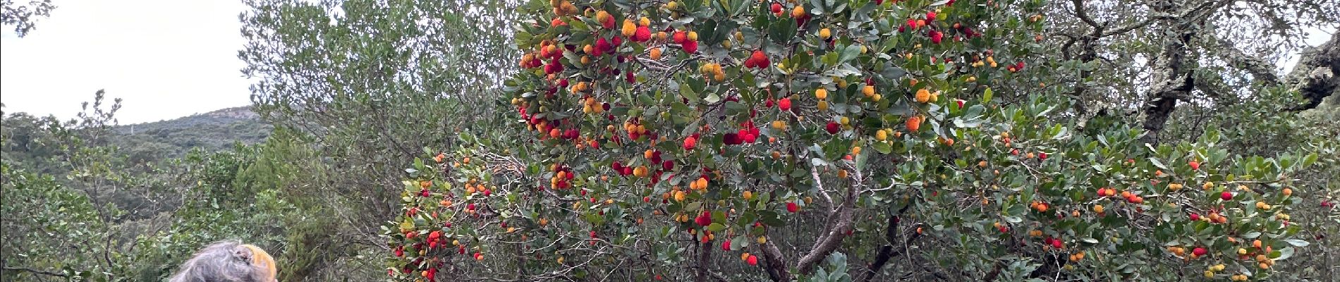 Tour Wandern Hyères - LES BORRELS - Photo