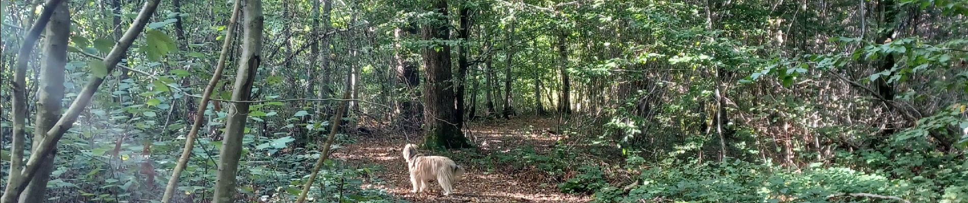 Tocht Stappen Sivry-Rance - Bois de Blagnies, forêt domaniale de Rance, ri Fromont, aire forestière,  maison forestière,  ravel, retour par Bout de Sautin - Photo