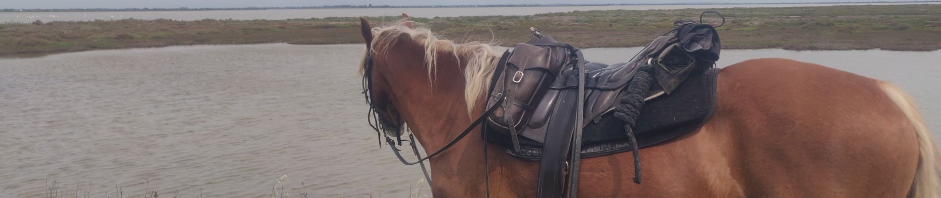 Percorso Equitazione Saintes-Maries-de-la-Mer - 2019-05-03 Rando CVA Camargue Saintes Plage Est - Photo