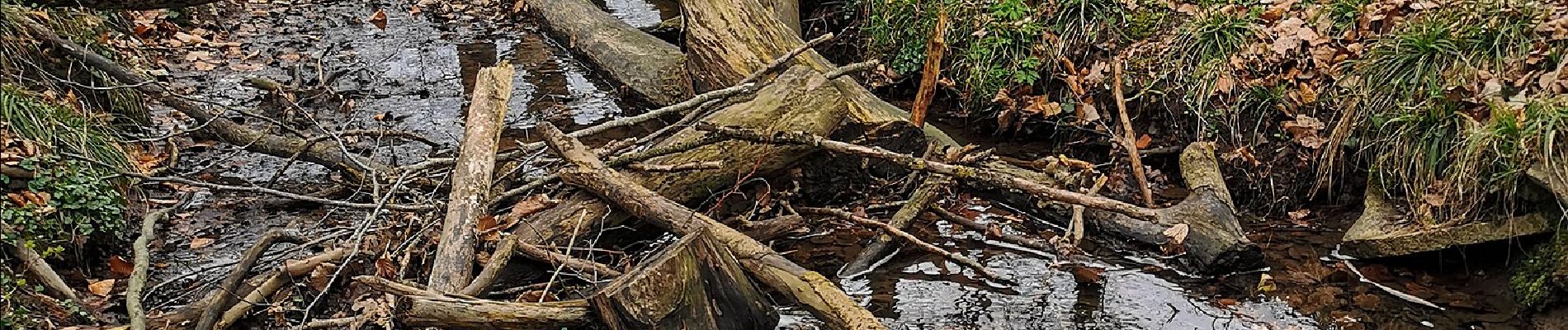 Randonnée A pied Ulsnis - Erholungsort Ulsnis: Rundweg Knappersfeld - Photo