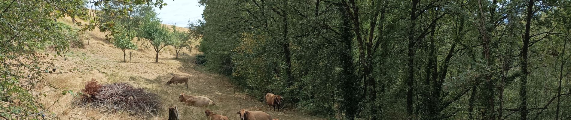 Excursión Senderismo Golinhac - ferme de Bessoule-Co'ques - Photo