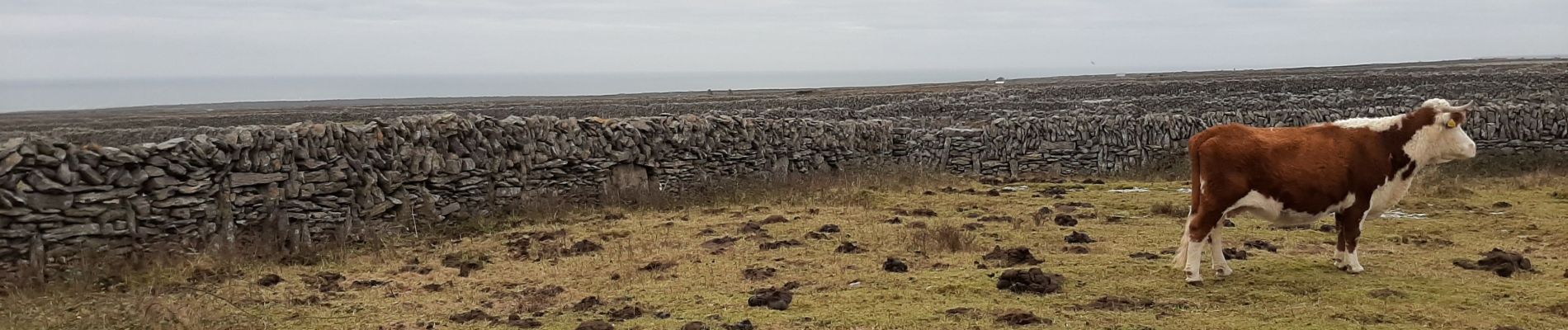 Trail Walking Conamara Municipal District - Tour 12 km à Inishmaer - Photo