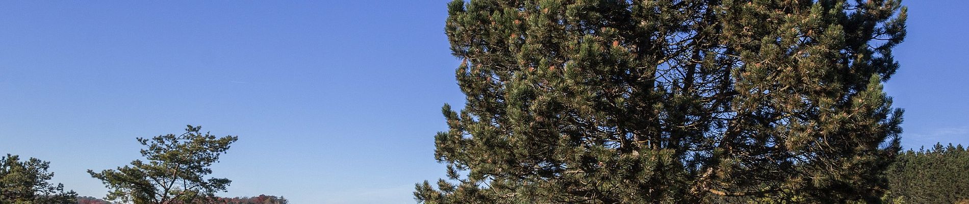 Tour Zu Fuß Dollnstein - Naturlehrpfad Obereichstätt - Photo