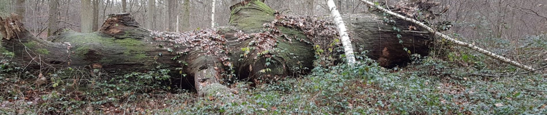 Tour Wandern L'Isle-Adam - Oise port clinique Forget - Photo