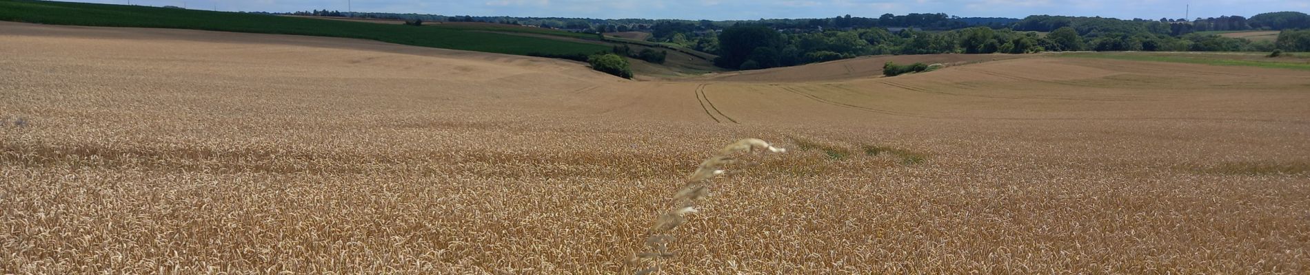 Tour Wandern Walcourt - Chastrès Fraire Chastrès  - Photo