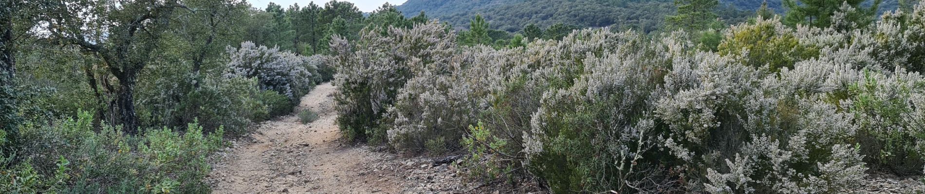 Trail Walking Sainte-Maxime - Les Suils GR 51 départ de saint donat - Photo