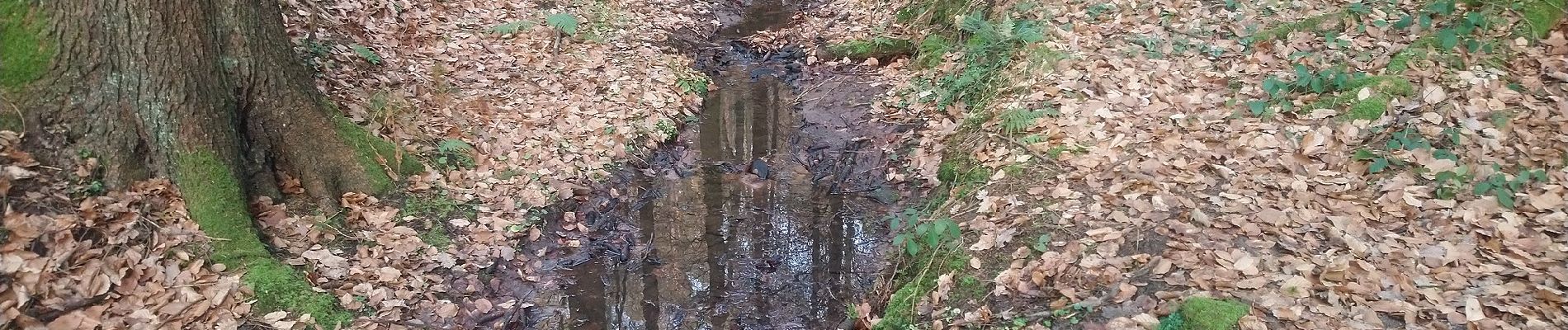 Excursión A pie Höchst im Odenwald - Rundwanderweg Höchst Obrunnschlucht 4: Obrunn-Weg - Photo