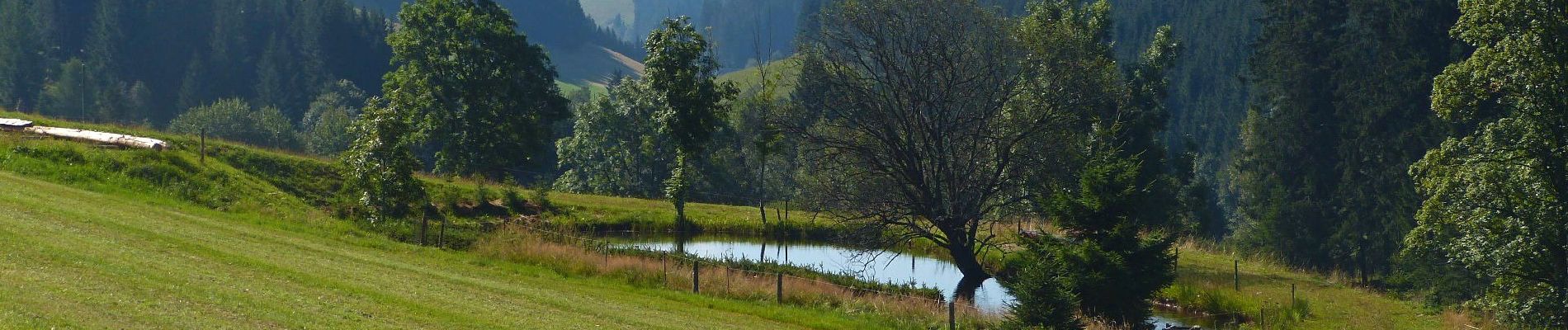 Randonnée A pied Furtwangen im Schwarzwald - Fohrenbühl - Briglirain - Photo