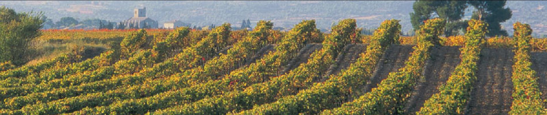 Tour Wandern Lézignan-Corbières - Lézignan Corbières - Argens Minervois - Olonzac - Photo