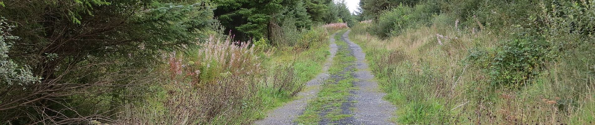 Trail On foot Ballinasloe Municipal District - Cortoon - Photo