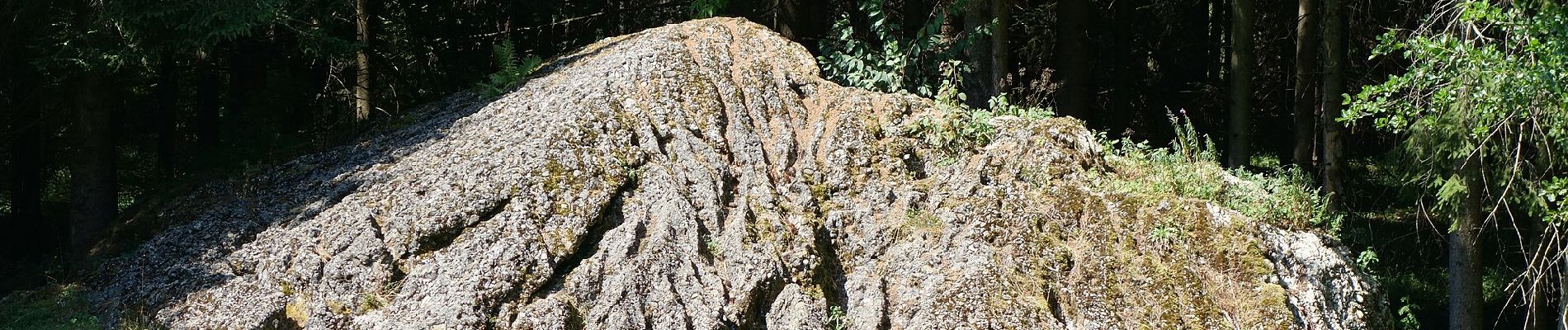 Percorso A piedi Durach - Naturerlebnis Durach: Waldweg - Photo