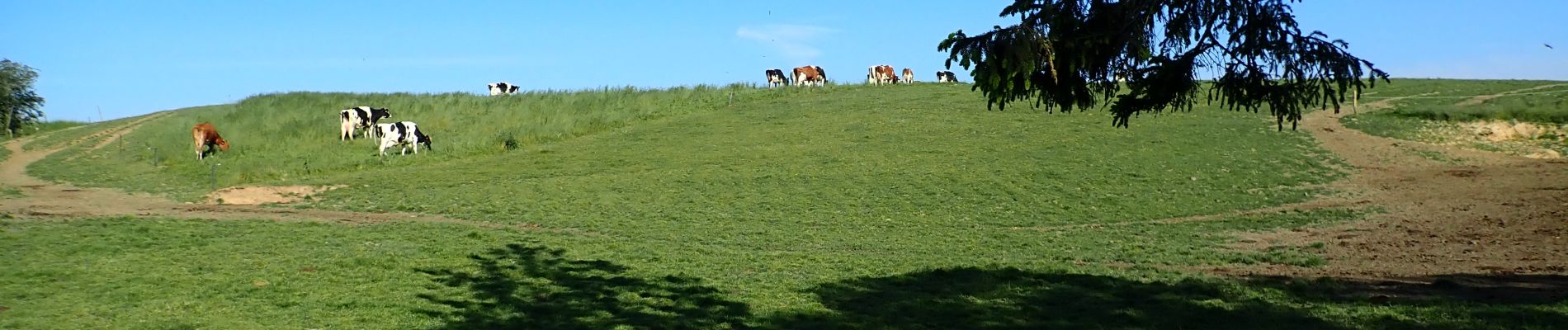 Point of interest Chaumont-Gistoux - Vue nord prairie avec vaches - Photo