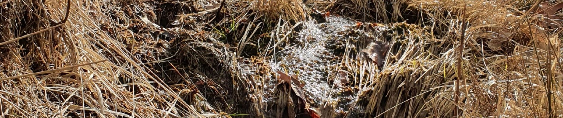 Trail Mountain bike Stoumont - les marcassins de Rahier - Photo