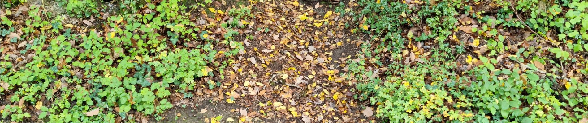 Trail Walking Vendôme - Petit parcours dans la partie Sud-est du Bois de l'Oratoire - Photo