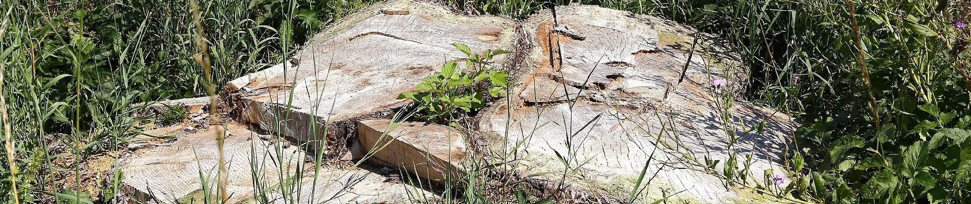 Percorso A piedi Gemeinde Ottenschlag - Mohnstrudelweg 13 O'zwickte - Photo