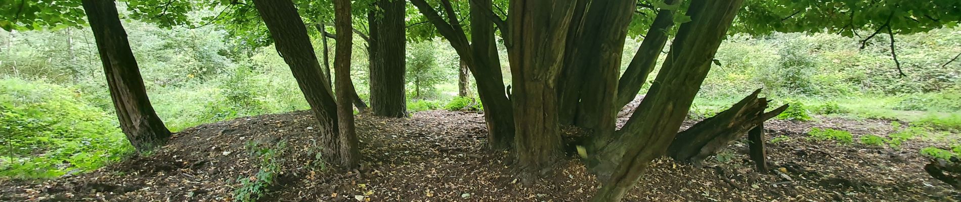 Trail Walking Antwerp - ochtend - foto - wandelen - Photo