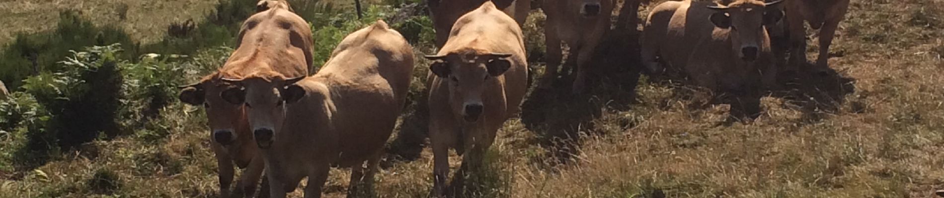 Tocht Stappen Condom-d'Aubrac - Bouyssou haut 3 - Photo