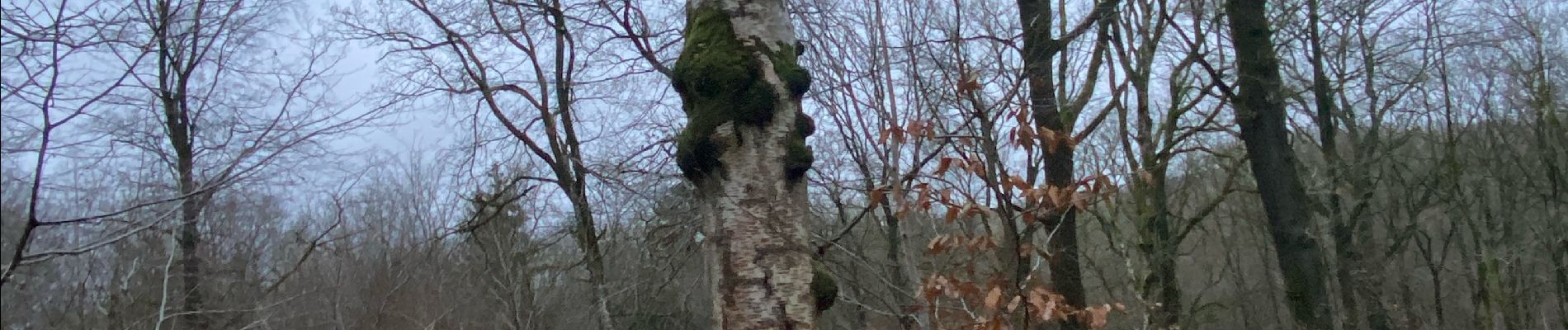 Excursión Senderismo Gerpinnes - Fromiée Hymiée et retour  - Photo