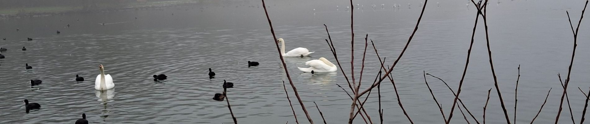 Tour Wandern Wingles - wingles reco - Photo