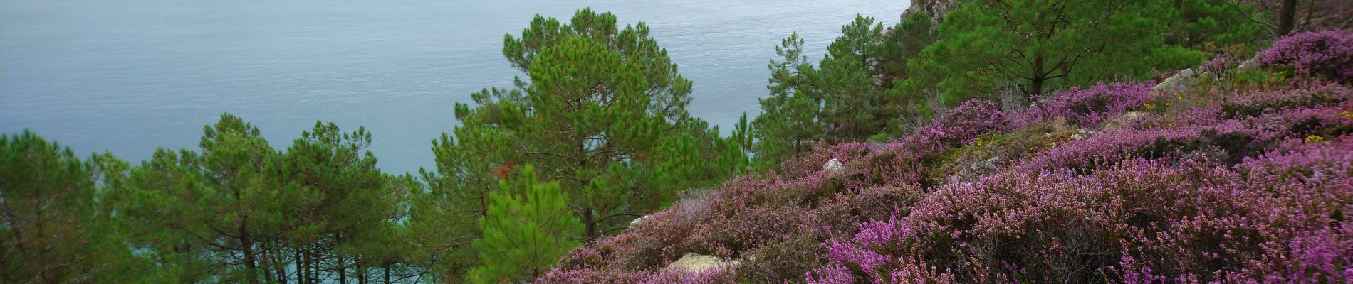 Randonnée Marche Crozon - Pointe de Morgat - Cap de la Chèvre Boucle GR34 - 19.7km 500m 6h00 - 2019 09 13 - Photo